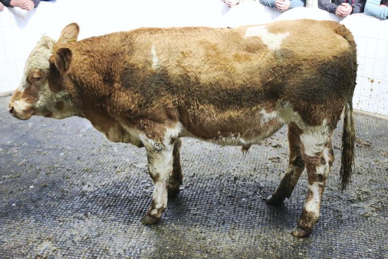 Mid weight store bullocks average €4.65/kg in Ballinasloe Mid weight store bullocks average €4.65/kg in Ballinasloe