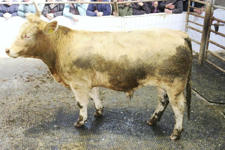 Mid weight store bullocks average €4.65/kg in Ballinasloe Mid weight store bullocks average €4.65/kg in Ballinasloe