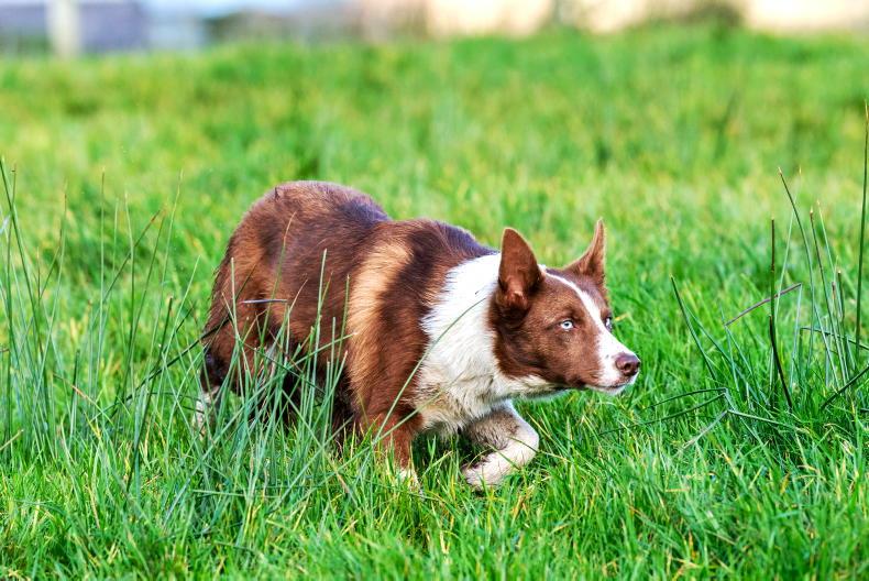How much is that doggy on the hillside? How much is that doggy on the hillside?