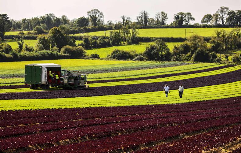 Bord Bia launches HortLink to strengthen Ireland’s horticulture community Bord Bia launches HortLink to strengthen Ireland’s horticulture community