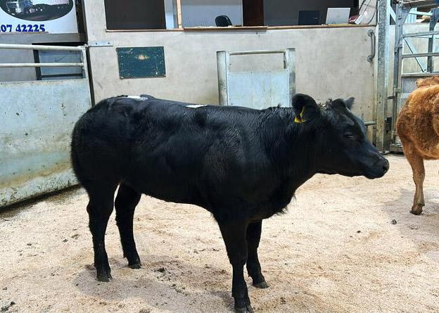 Positive start to suckled calf sales in NI Positive start to suckled calf sales in NI