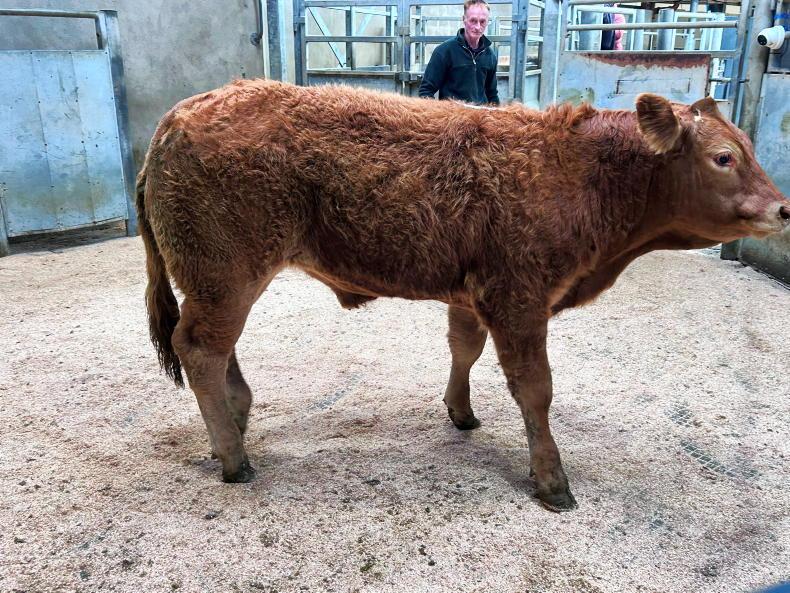 Positive start to suckled calf sales in NI Positive start to suckled calf sales in NI