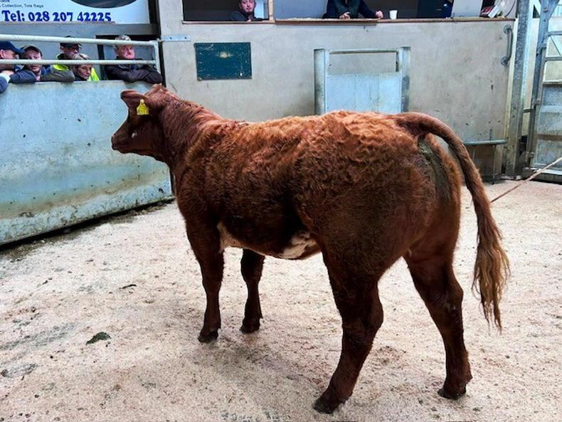 Positive start to suckled calf sales in NI Positive start to suckled calf sales in NI
