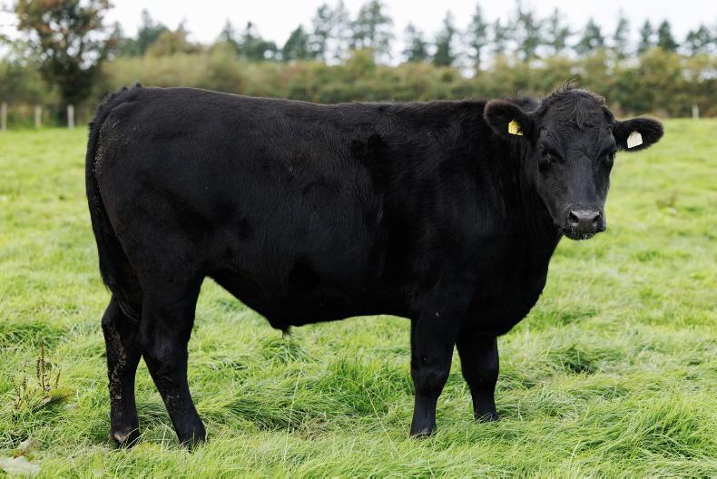 Grass+ Beef: time to start closing paddocks Grass+ Beef: time to start closing paddocks