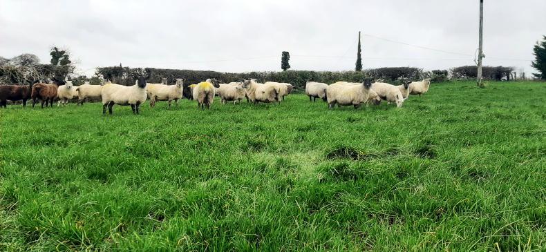 How sheep farmers can make the most of autumn's grass growth recovery How sheep farmers can make the most of autumn's grass growth recovery