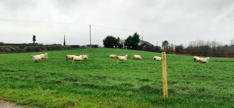 How sheep farmers can make the most of autumn's grass growth recovery How sheep farmers can make the most of autumn's grass growth recovery