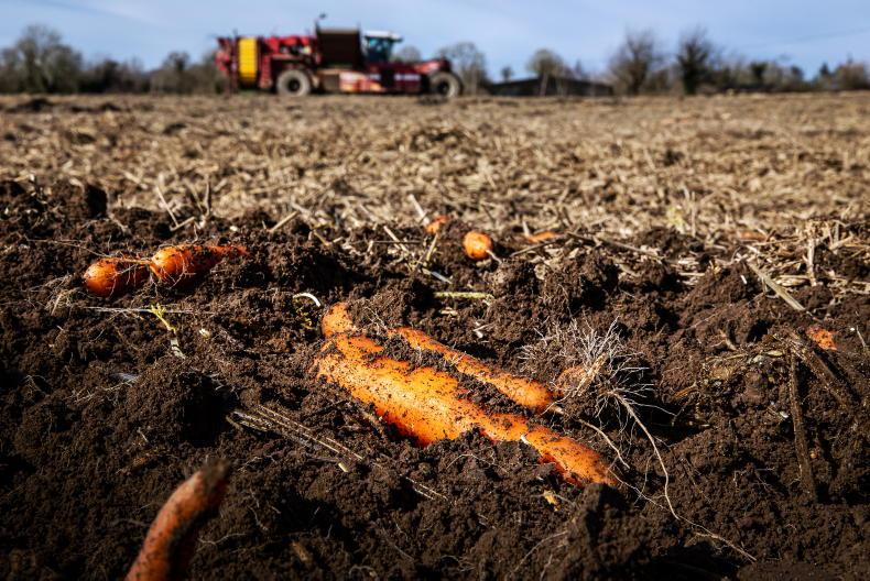 Food price warning for Ireland as weather shocks could raise prices into 2027 Food price warning for Ireland as weather shocks could raise prices into 2027