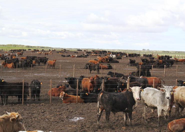 Widespread misuse of antibiotics in Argentinian feedlots Widespread misuse of antibiotics in Argentinian feedlots