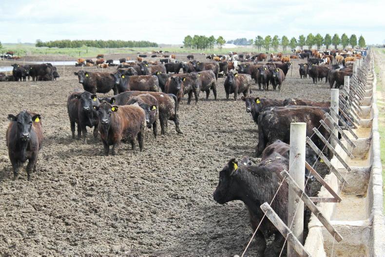 Antibiotic probe moves to Argentina Antibiotic probe moves to Argentina