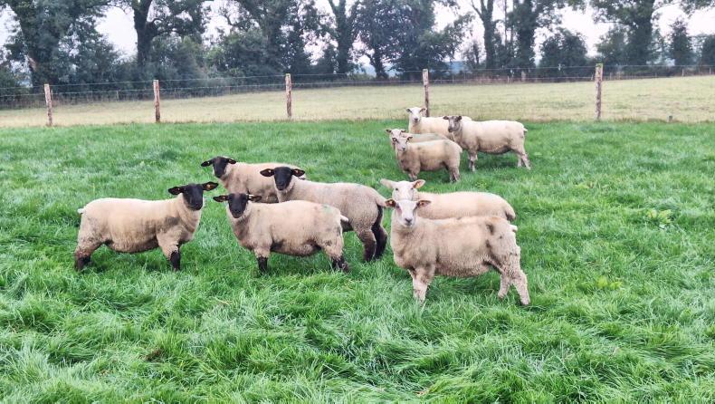 Sheep management: clostridial diseases, meal feeding and marketing lambs Sheep management: clostridial diseases, meal feeding and marketing lambs