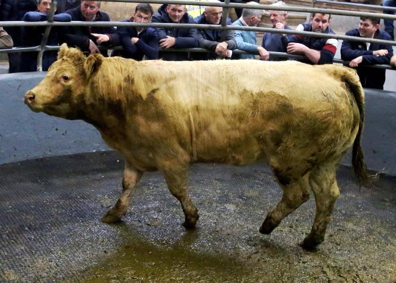 MartBids analysis: gap narrows between marts and factories MartBids analysis: gap narrows between marts and factories