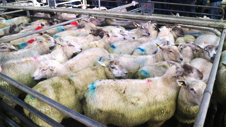 Lamb prices increase by €3 to €5/head Lamb prices increase by €3 to €5/head