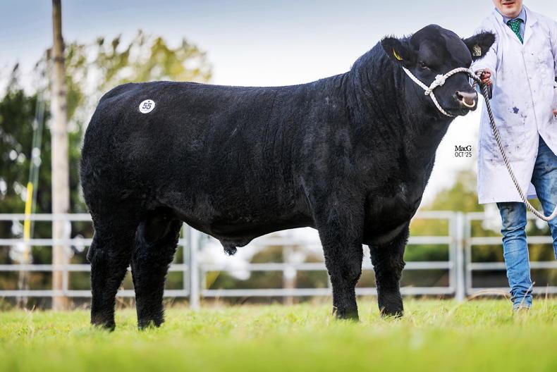 Jam-packed weekend of pedigree cattle sales ahead Jam-packed weekend of pedigree cattle sales ahead