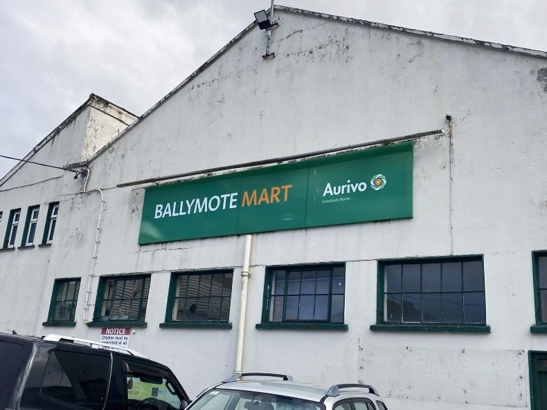 Watch: Belgian Blue-cross heifer sells for €5,500 in Ballymote show and sale Watch: Belgian Blue-cross heifer sells for €5,500 in Ballymote show and sale