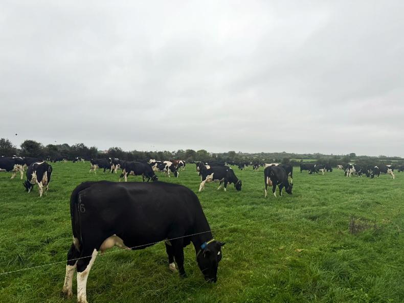 Dairy Management: time to start closing up paddocks despite strong grass growth Dairy Management: time to start closing up paddocks despite strong grass growth
