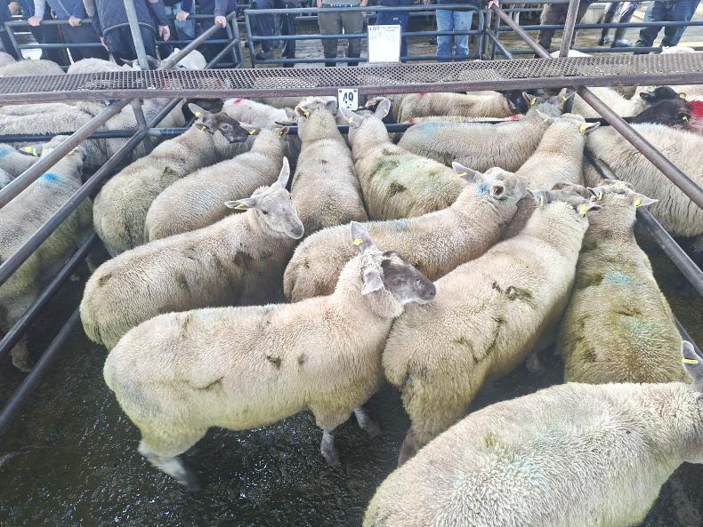 Cull ewes sell to €290 while lambs top at €200 in Roscommon Mart Cull ewes sell to €290 while lambs top at €200 in Roscommon Mart
