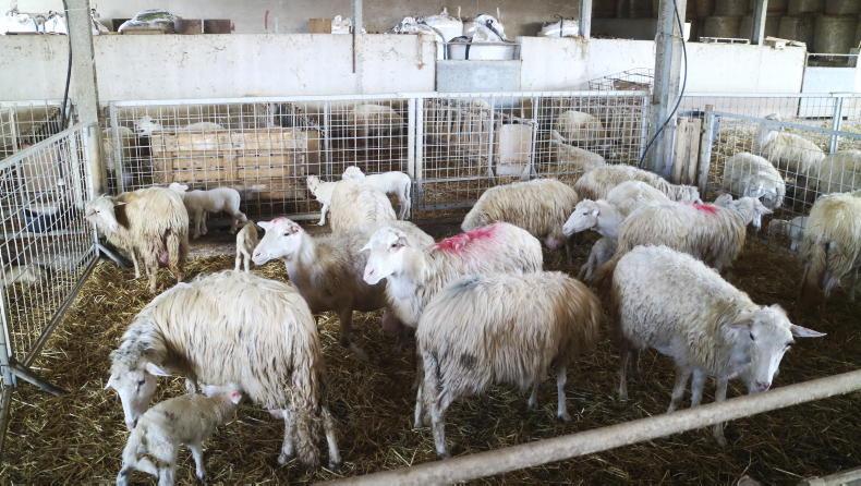 Spain tops EU farmgate lamb price at over €10/kg Spain tops EU farmgate lamb price at over €10/kg