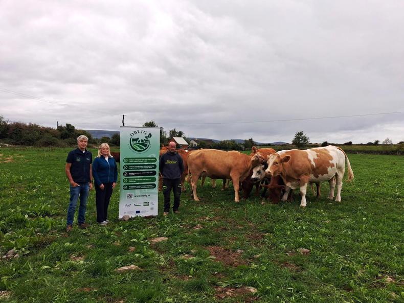 150 heifers entered in organic breeding sale 150 heifers entered in organic breeding sale