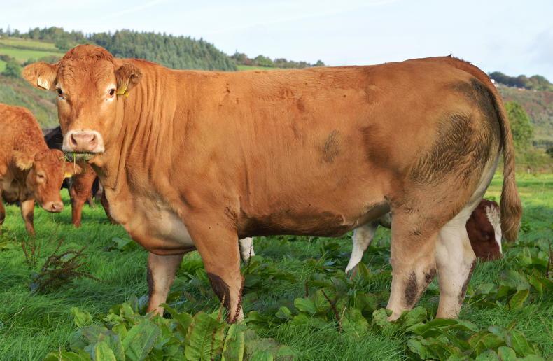 Top-class breeding heifer sale destined for Carnew Top-class breeding heifer sale destined for Carnew