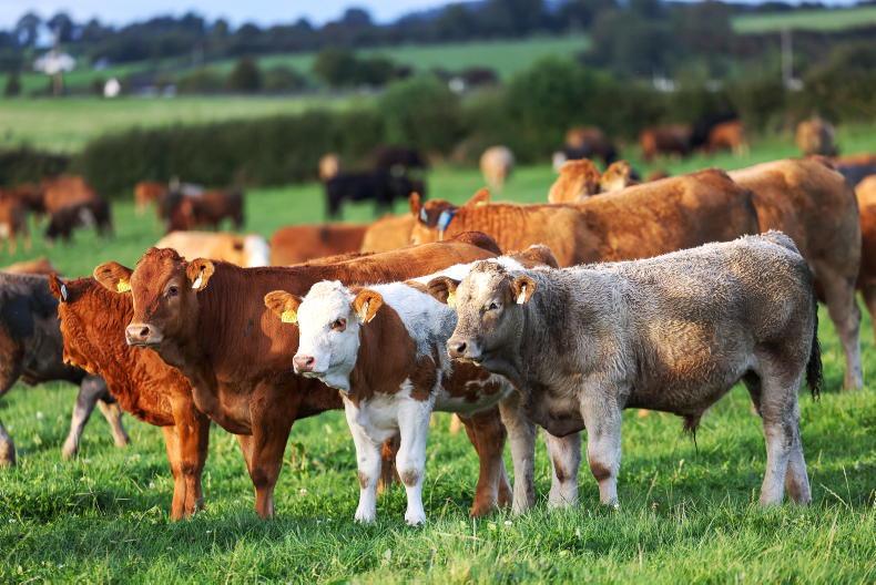Over 24,800 farmers apply to 2026 Beef Welfare Scheme Over 24,800 farmers apply to 2026 Beef Welfare Scheme
