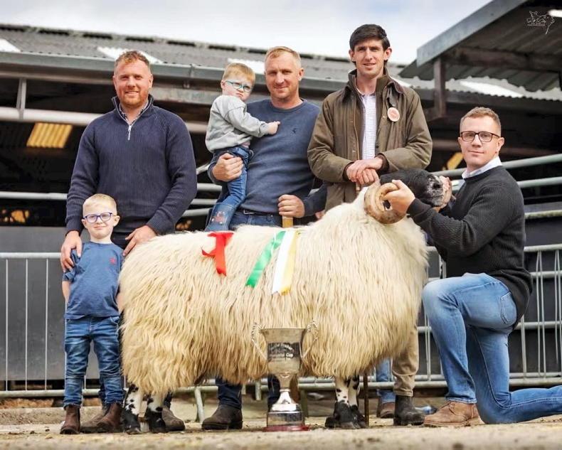 Whelan family set new record price of €10,450 for Perth longwool shearling ram Whelan family set new record price of €10,450 for Perth longwool shearling ram