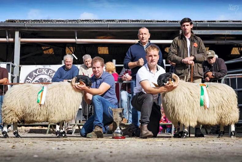 Whelan family set new record price of €10,450 for Perth longwool shearling ram Whelan family set new record price of €10,450 for Perth longwool shearling ram