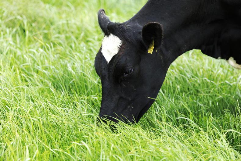Vet explains why lush autumn grass may not be as good for cows as it looks Vet explains why lush autumn grass may not be as good for cows as it looks