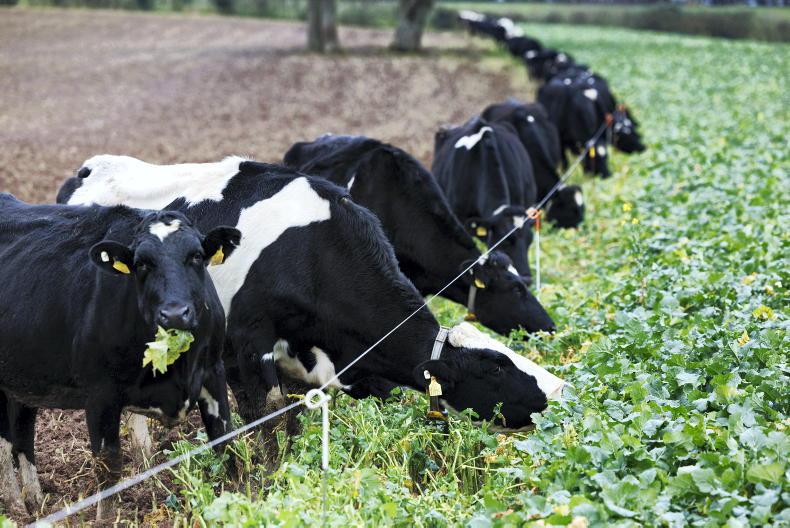 Key tips on managing forage crops this winter Key tips on managing forage crops this winter