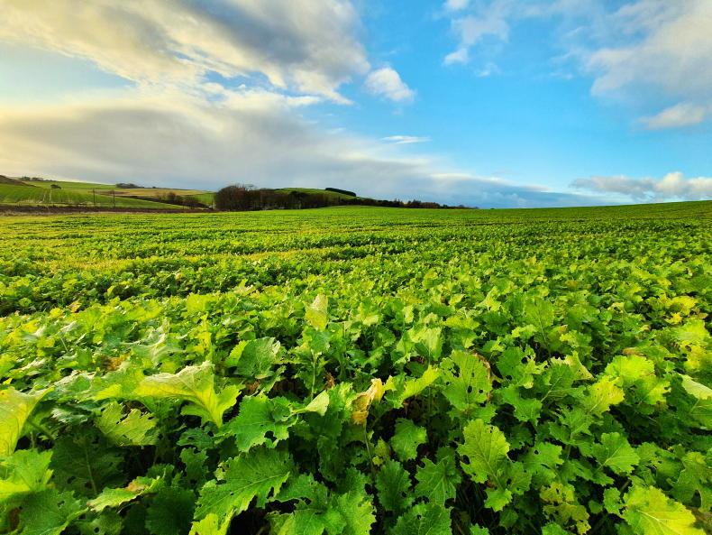 Key tips on managing forage crops this winter Key tips on managing forage crops this winter