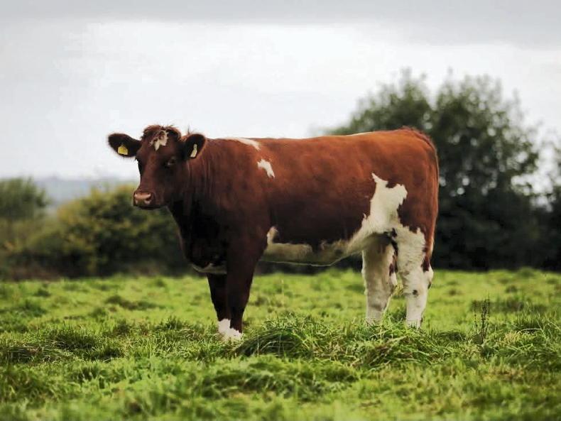 In-calf heifer tops Shannonside Shorthorn breeders sale In-calf heifer tops Shannonside Shorthorn breeders sale