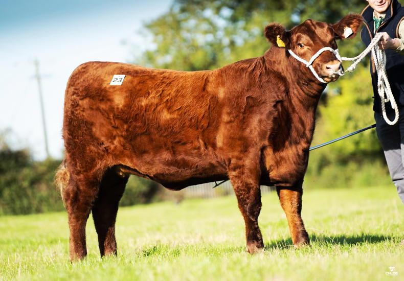 Red heifer hits bullseye in Angus Extravaganza Red heifer hits bullseye in Angus Extravaganza