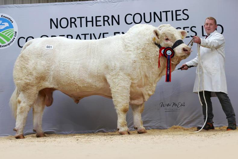 Victorious leads Swatragh Charolais charge at 14,000gns Victorious leads Swatragh Charolais charge at 14,000gns