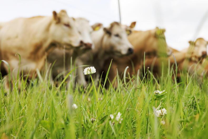 Food security at risk if budget fails to support farmers, ICSA warns Food security at risk if budget fails to support farmers, ICSA warns