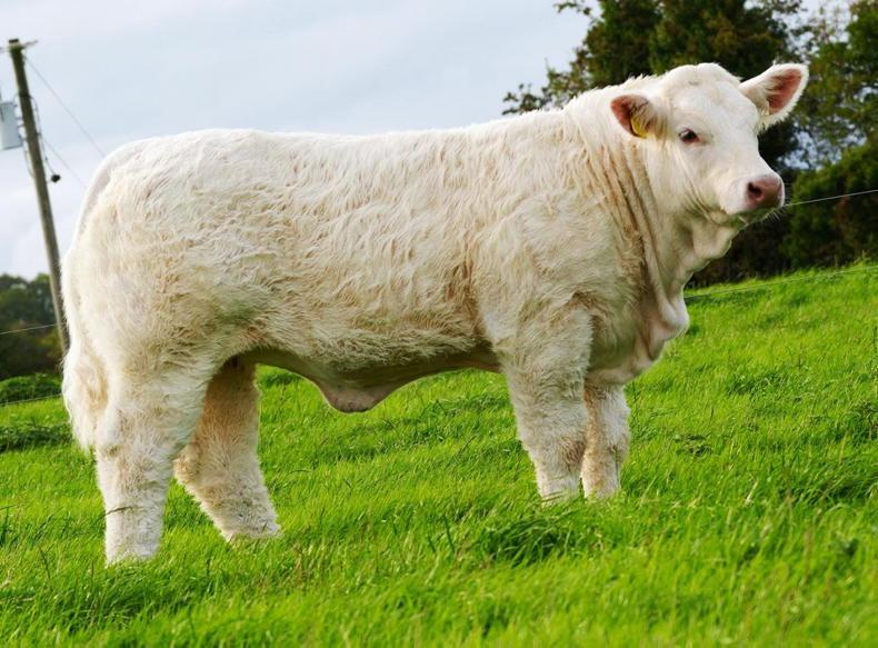 Cavan breeders splash out in Goldstar Charolais sale Cavan breeders splash out in Goldstar Charolais sale