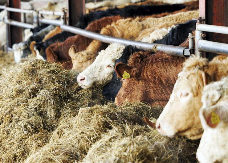 Balancing silage quality and concentrates for optimum growth Balancing silage quality and concentrates for optimum growth