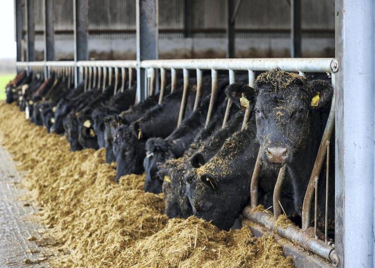 Grass growth takes most farmers out of fodder deficit
Grass growth takes most farmers out of fodder deficit