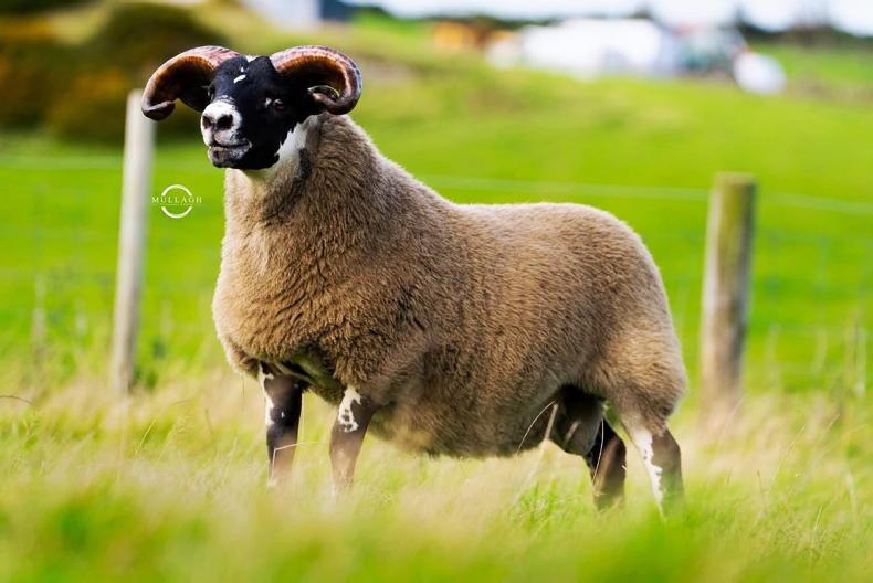 New sale record for blackface ram lamb at Ballymena New sale record for blackface ram lamb at Ballymena