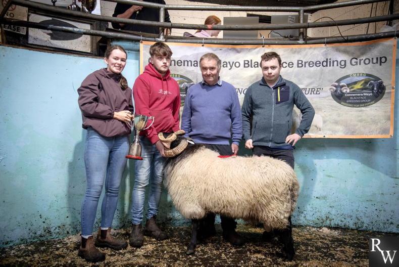 Blackface ram sells for €3,750 as 568 go under the hammer Blackface ram sells for €3,750 as 568 go under the hammer