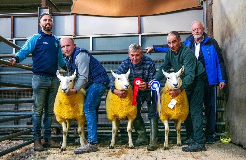 Cheviot ram makes €3,150 as Donegal average matches last year exactly Cheviot ram makes €3,150 as Donegal average matches last year exactly