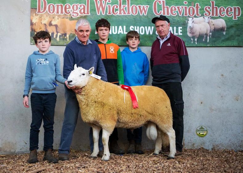 Cheviot ram makes €3,150 as Donegal average matches last year exactly Cheviot ram makes €3,150 as Donegal average matches last year exactly