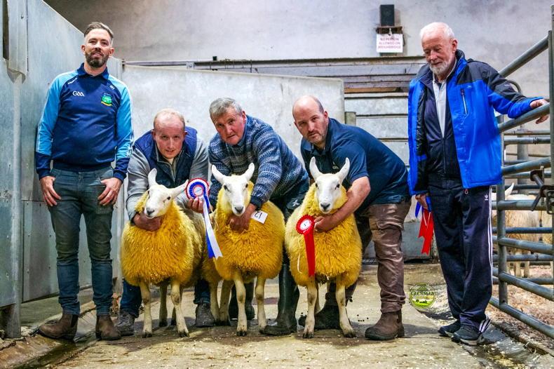 Cheviot ram makes €3,150 as Donegal average matches last year exactly Cheviot ram makes €3,150 as Donegal average matches last year exactly