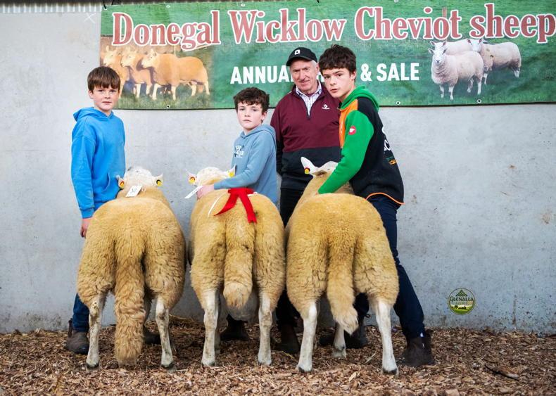 Cheviot ram makes €3,150 as Donegal average matches last year exactly Cheviot ram makes €3,150 as Donegal average matches last year exactly