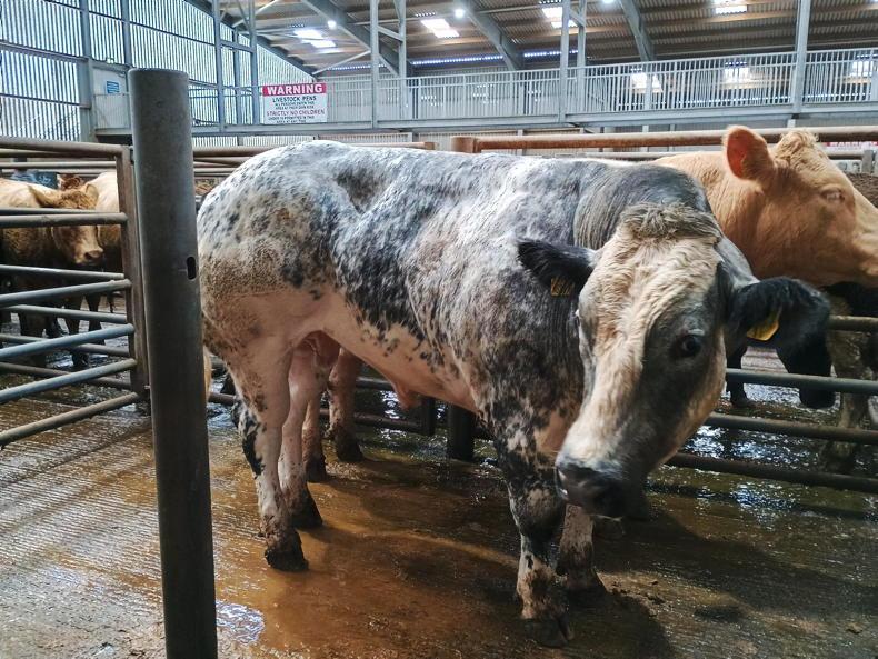 Bullocks sell to £3,700 at Markethill Bullocks sell to £3,700 at Markethill