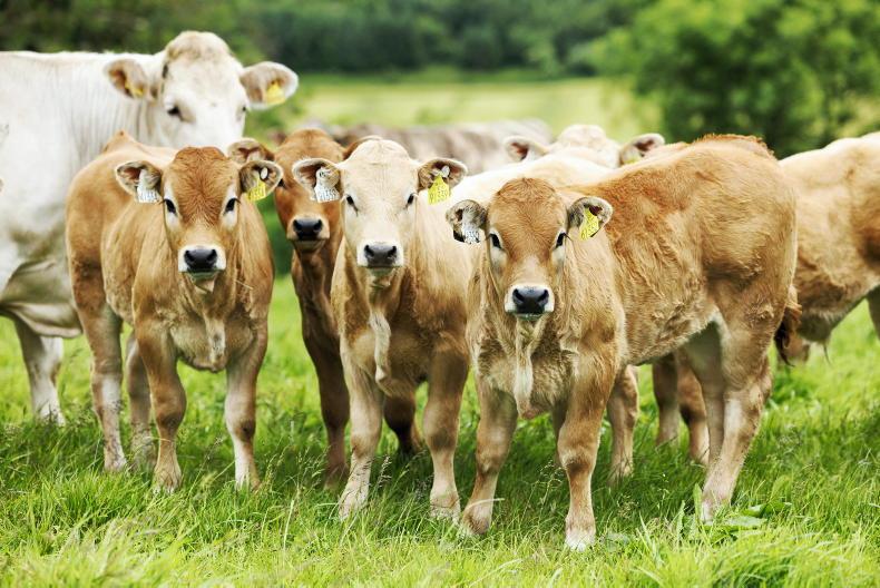 Budget 2027: funding for livestock schemes unchanged Budget 2027: funding for livestock schemes unchanged