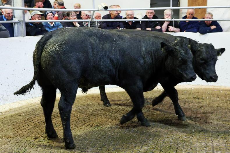MartBids Database: weanlings rise slightly but heavy heifers stickier MartBids Database: weanlings rise slightly but heavy heifers stickier
