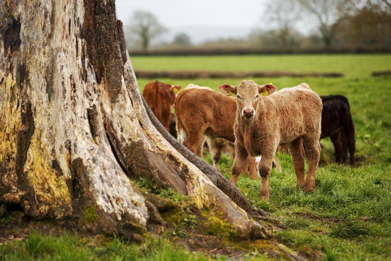 Grass+ Beef: growth consistent but ground conditions less so Grass+ Beef: growth consistent but ground conditions less so