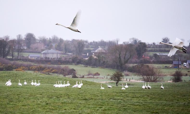 Grazing allowed in geese and swans action Grazing allowed in geese and swans action