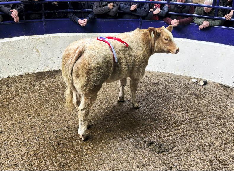 Camera at the Mart: weanling heifers average over €5.20/kg in Carrigallen Camera at the Mart: weanling heifers average over €5.20/kg in Carrigallen