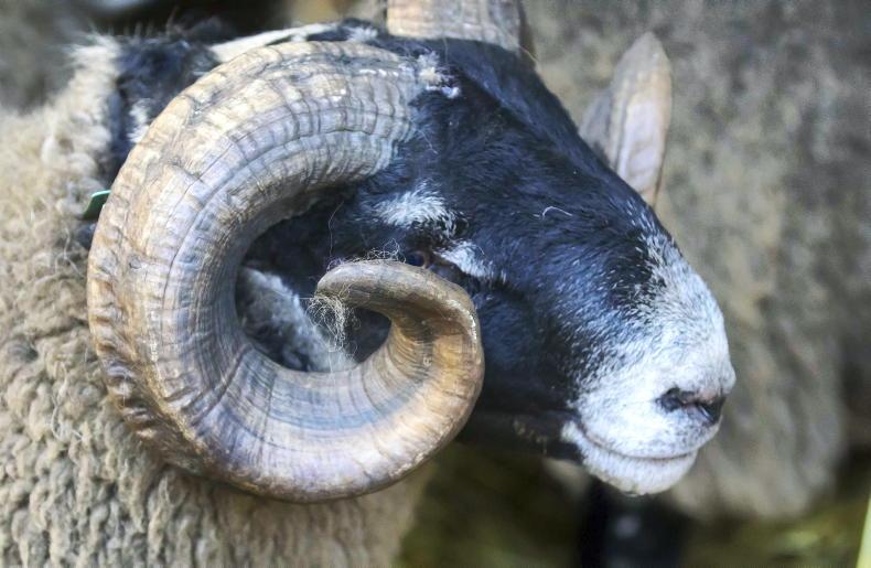 Catalogue available for Sheep Ireland hill ram sale Catalogue available for Sheep Ireland hill ram sale