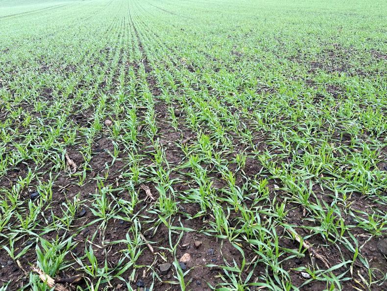 What 12 tillage farmers learned in 2026 and will change for next year What 12 tillage farmers learned in 2026 and will change for next year